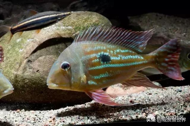 食土鲷一般多大尺寸,食土鲷哪个品种小一点