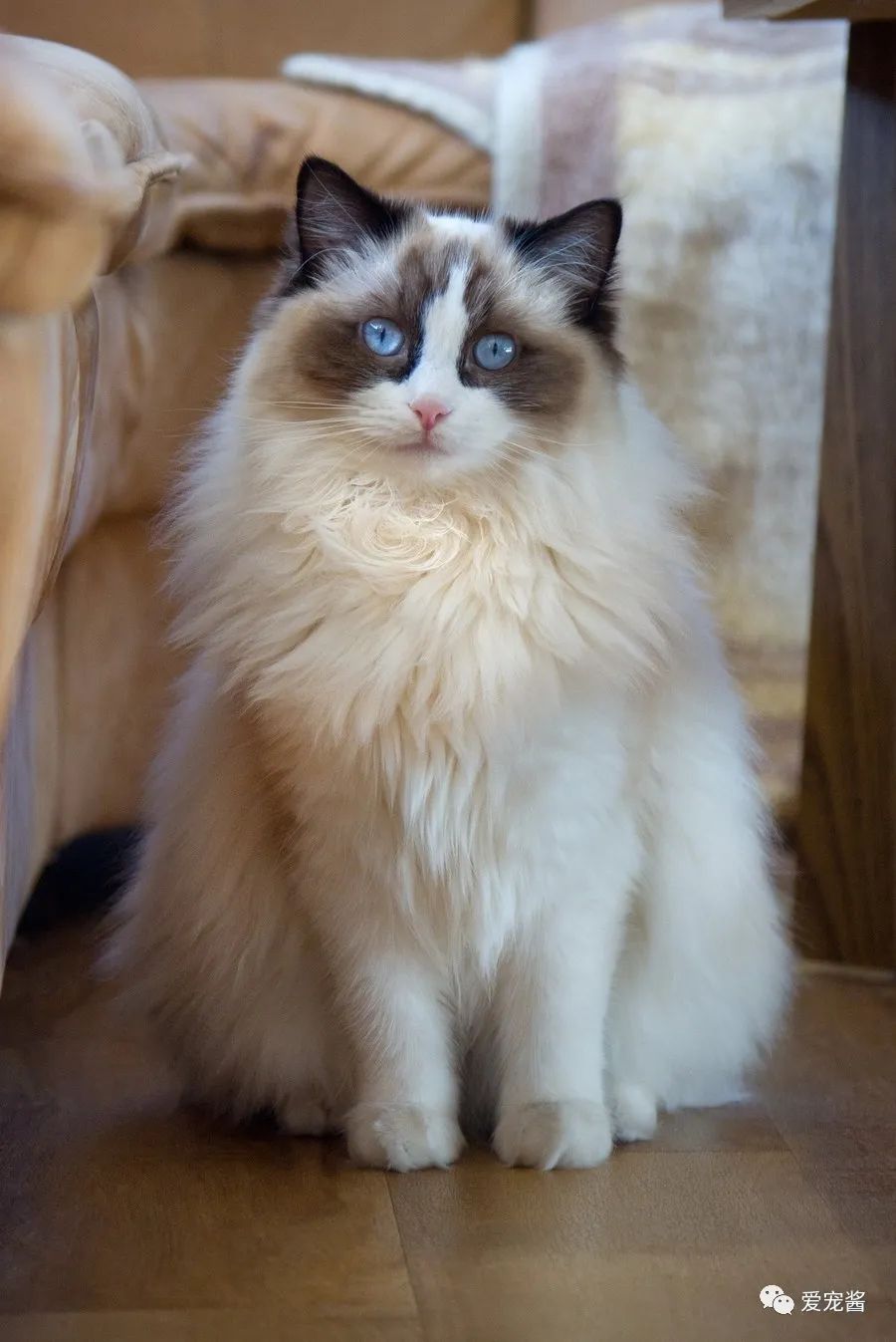 如何领取一只猫咪,如何获得一只猫咪