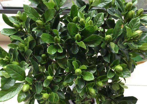 栀子花各种黄叶原因及图解,栀子花黄叶的几种处理方法