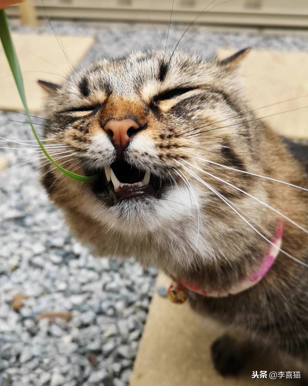 猫咪拉稀不吃饭没精神拒食,猫咪拒食