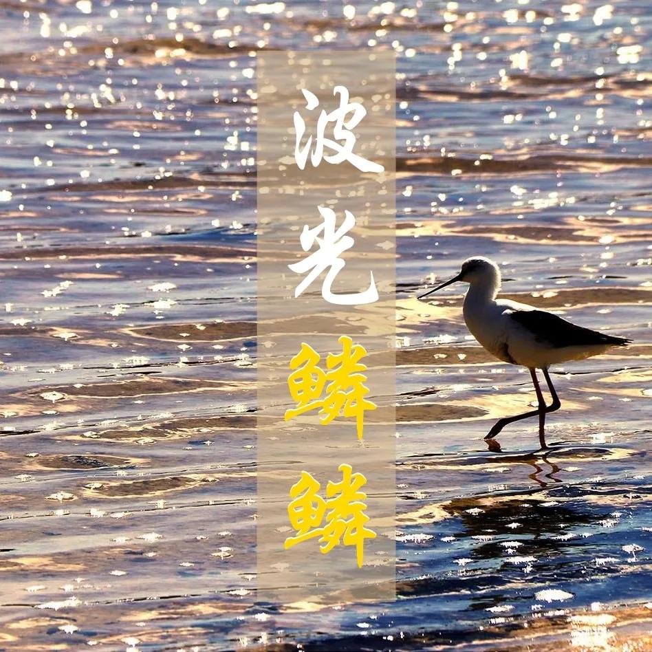 鱼鳞能有什么功效,鱼鳞有用吗