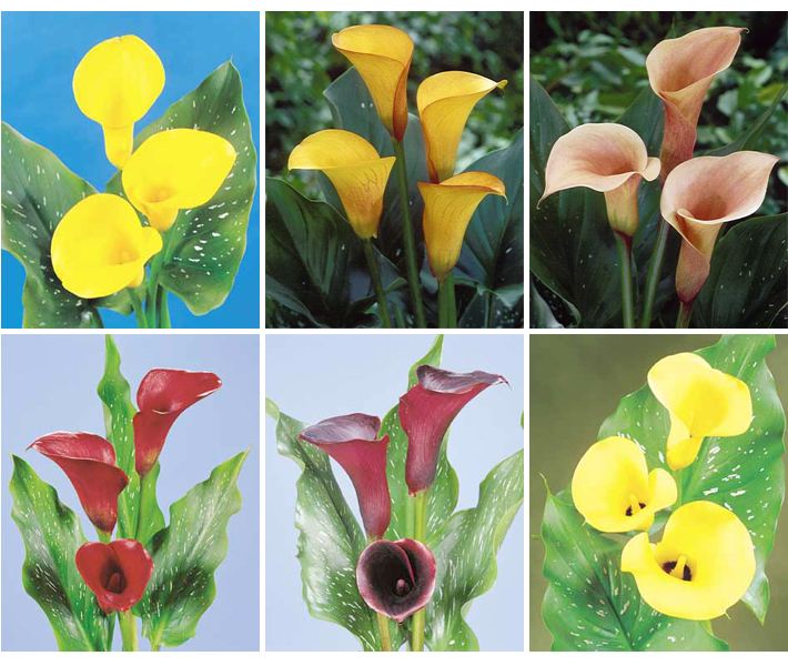 马蹄莲盆栽大花朵,马蹄莲花漂亮