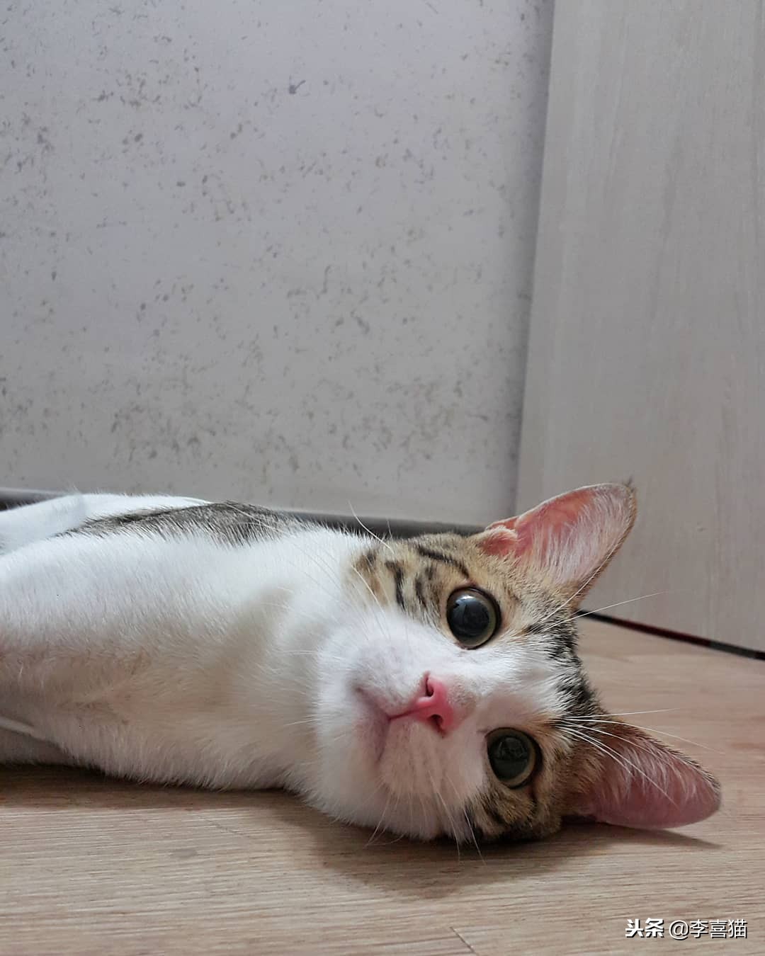 养活一只猫容易吗,宠物猫咪如何饲养才好养