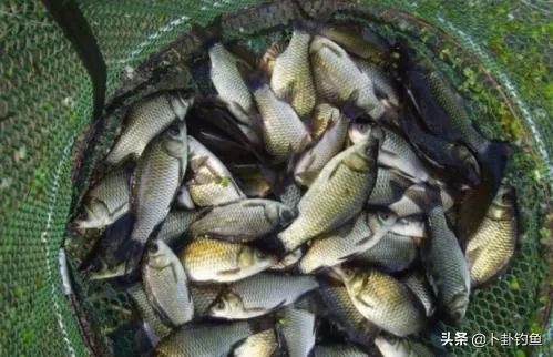 野战蓝鲫怎么解决反水,蓝鲫饵料错误用法