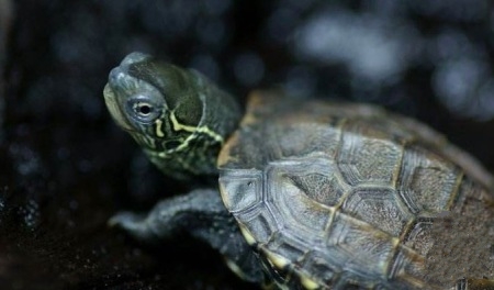 草龟怎么度过应激反应期,如何防止草龟的应激