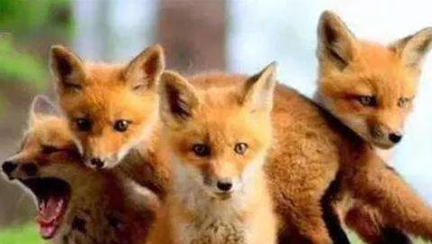 十大不能吃的野生蝙蝠,野生蝙蝠吃啥