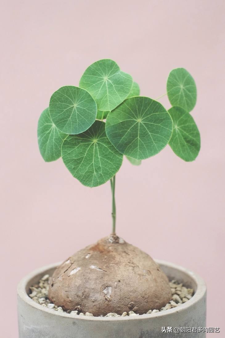 多肉乌龟,山乌龟和多肉种在一起