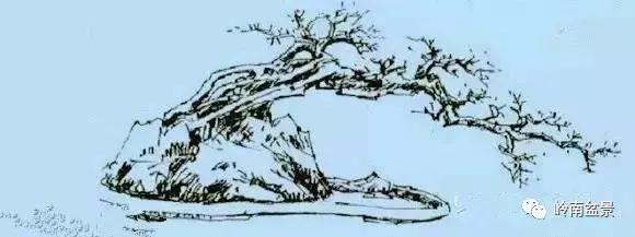 临水式金弹子盆景图片大全欣赏,看盆景展里赏心悦目的盆景