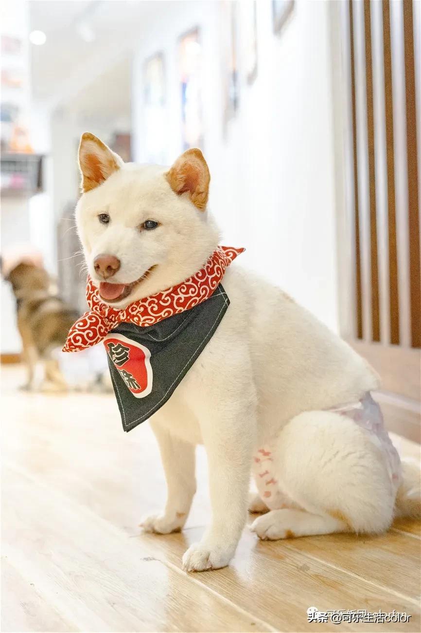 撸柴犬店广州,撸柴宠物乐园