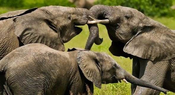 科特迪瓦,Cotedivoire:认识篮球场外的“大象之国”