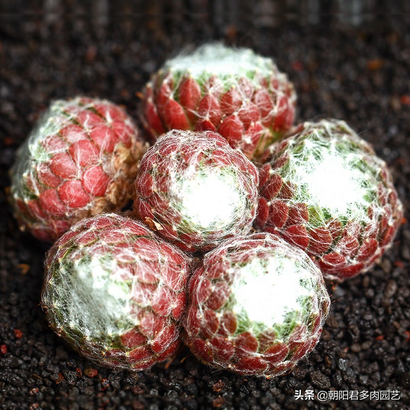 多肉观音爆崽方法,多肉观音莲爆籽怎么办