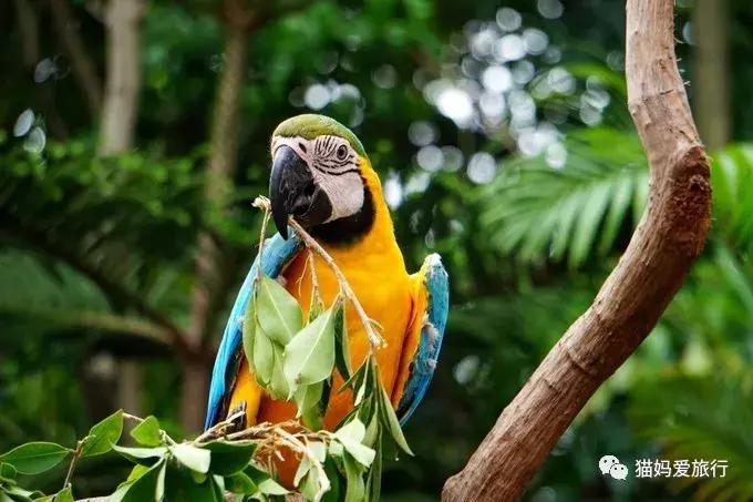 2天游玩广州长隆野生动物园攻略,广州长隆野生动物园步行游玩攻略