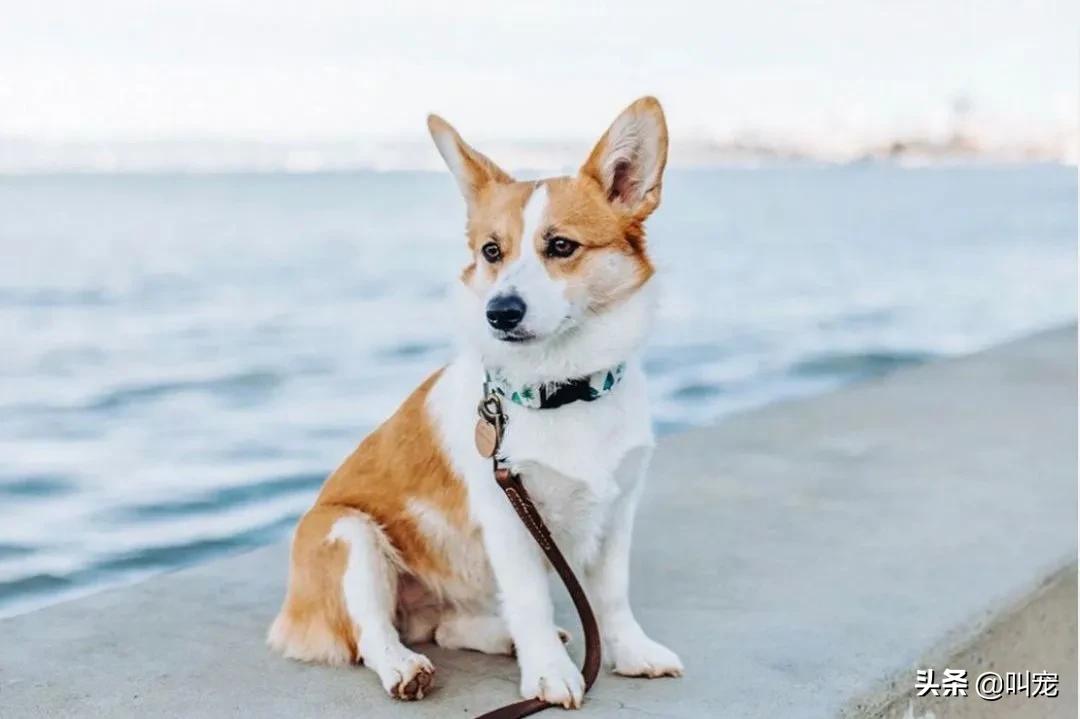 狗狗腰椎间盘突出症状,狗狗也会得癌症吗