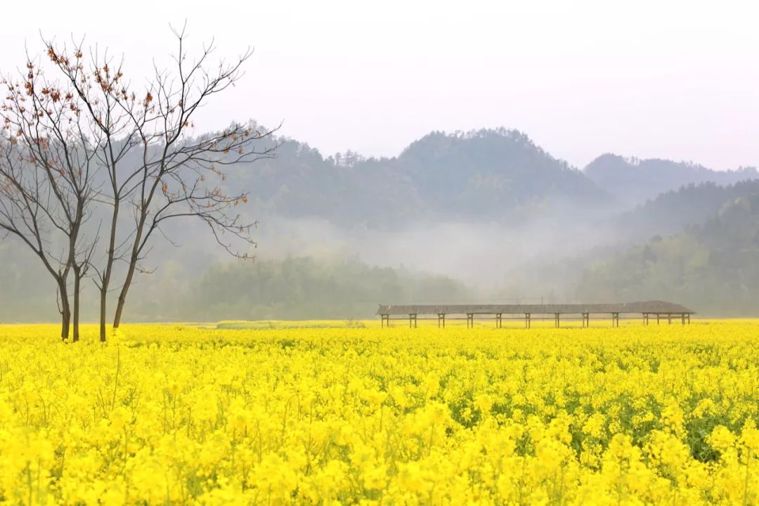 什么是台州畅行码,什么是台州