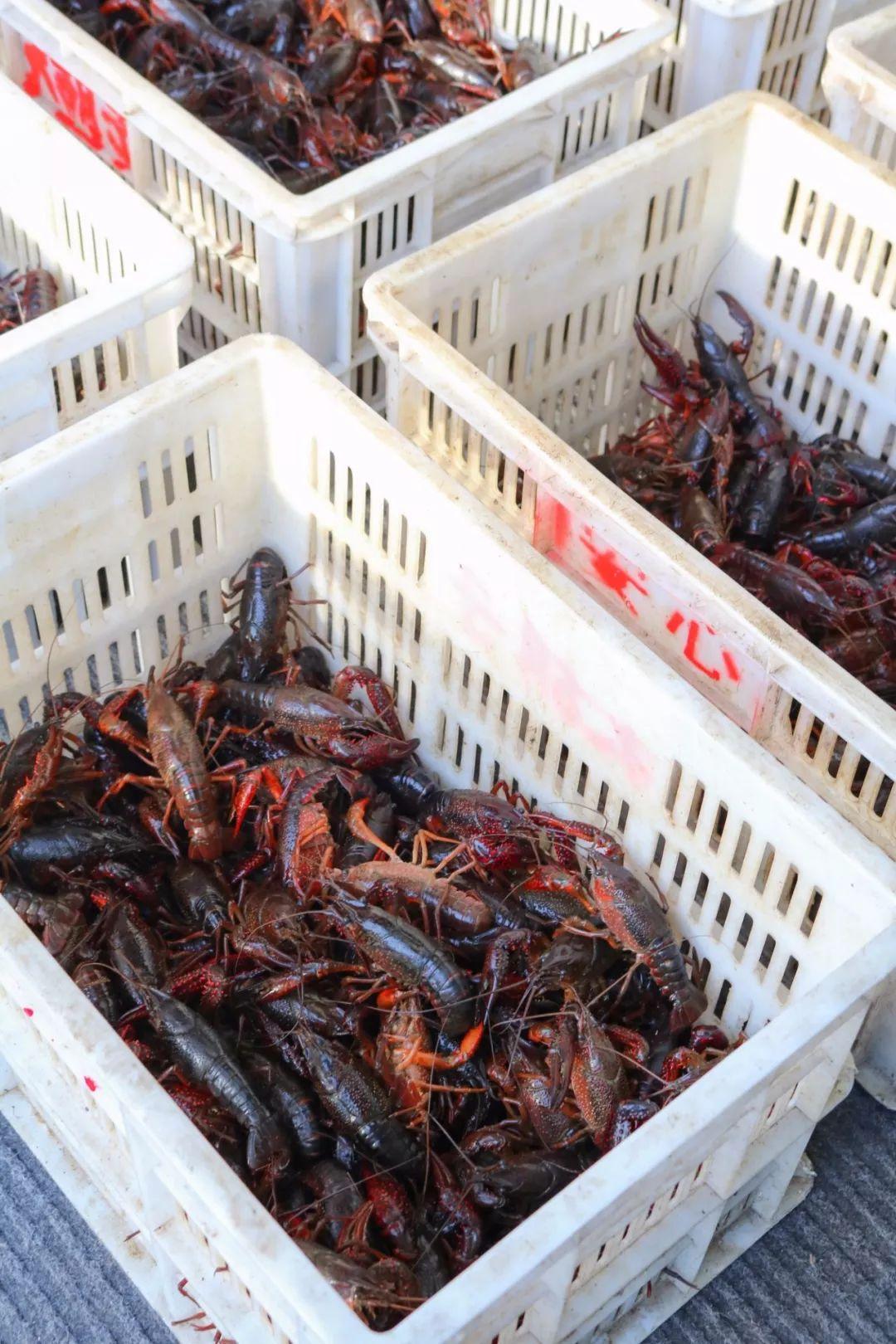 宜春潜江小龙虾,宜春潜江龙虾