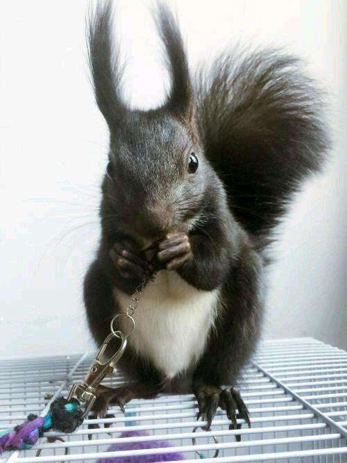 养了一只魔王松鼠的视频,养一只魔王松鼠