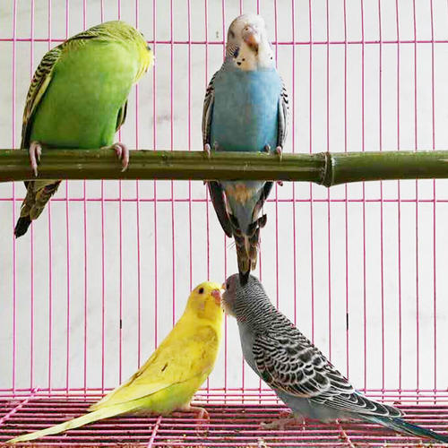 鹦鹉散养注意事项大全,怎么在家中放鹦鹉笼养鸟