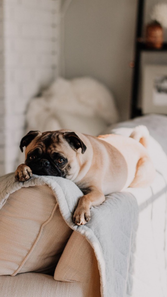 可爱宠物狗高清壁纸,人和狗的高清壁纸