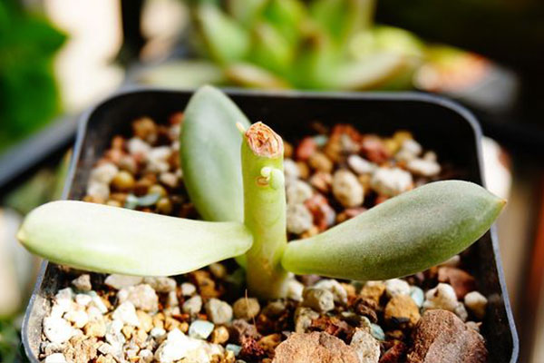 五月份法师多肉砍头可以扦插吗,多肉碧桃砍头扦插多久能生根服盆