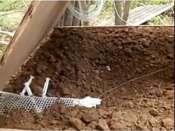 罗源县胡蜂,福州罗源胡蜂养殖基地