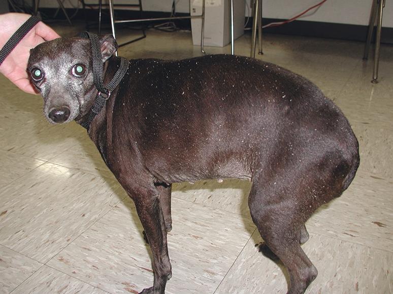 小狗得甲亢,小狗甲状腺机能低下