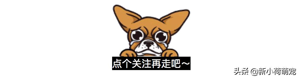 花500块买纯种哈士奇，对方却多送个平底锅？第二天才知道原因