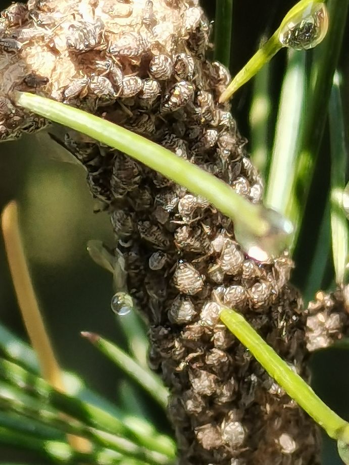 松大蚜防治药剂,松大蚜打药几小时能死掉