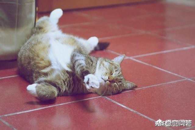 猫老是在被子上踩来踩去,怎么防止猫在被子上尿尿