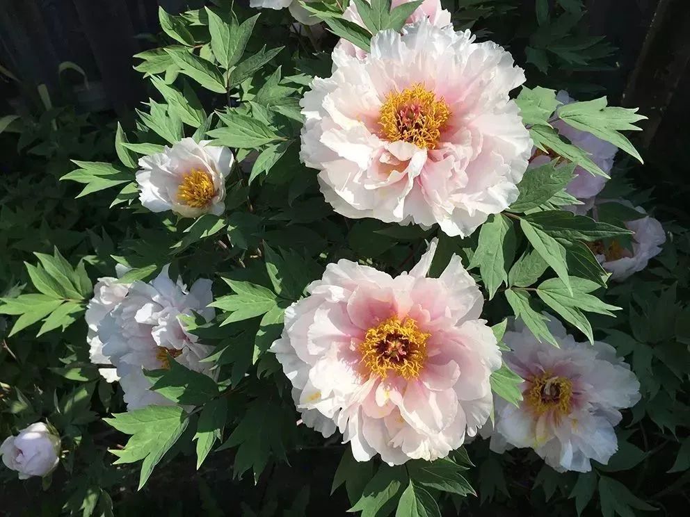 想种花卉怎么种,想要种植花卉大棚怎么入手