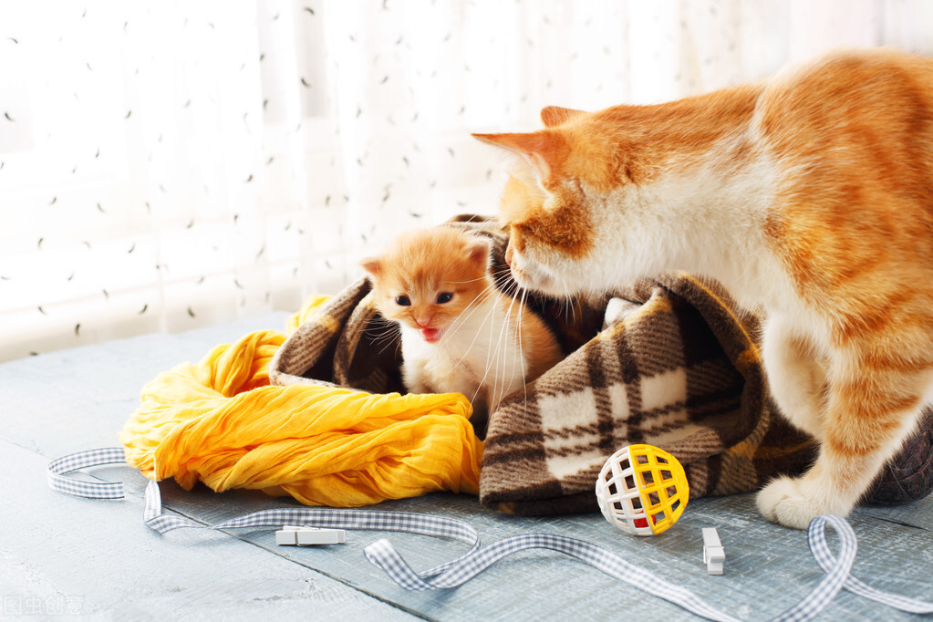 怎么护理即将要生猫宝宝的母猫,刚生完猫的母猫怎么护理