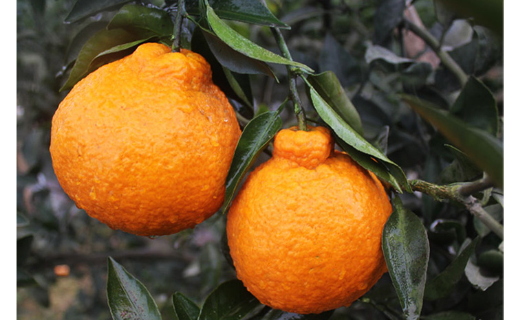 沃柑广西正宗超甜大鼻子丑橘,又黑又丑的柑橘