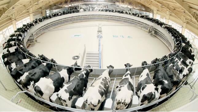 飞鹤奶粉2022年什么时候转型的,飞鹤奶粉逆势崛起背后的故事