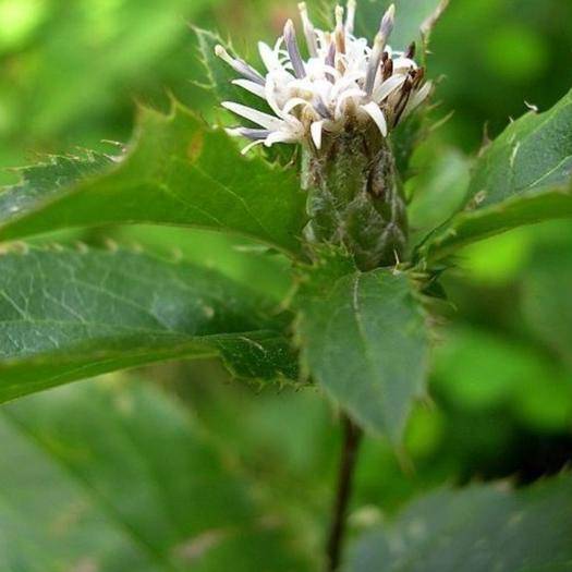 药材苍术根腐病防治方案,苍术根腐病是哪种菌引起的