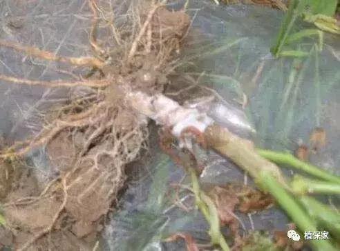 花生根腐病最新治疗方法,油菜根腐病的治疗方法