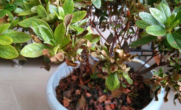 杜鹃花叶子越来越少怎么办,杜鹃花及叶片开始变干怎么养护