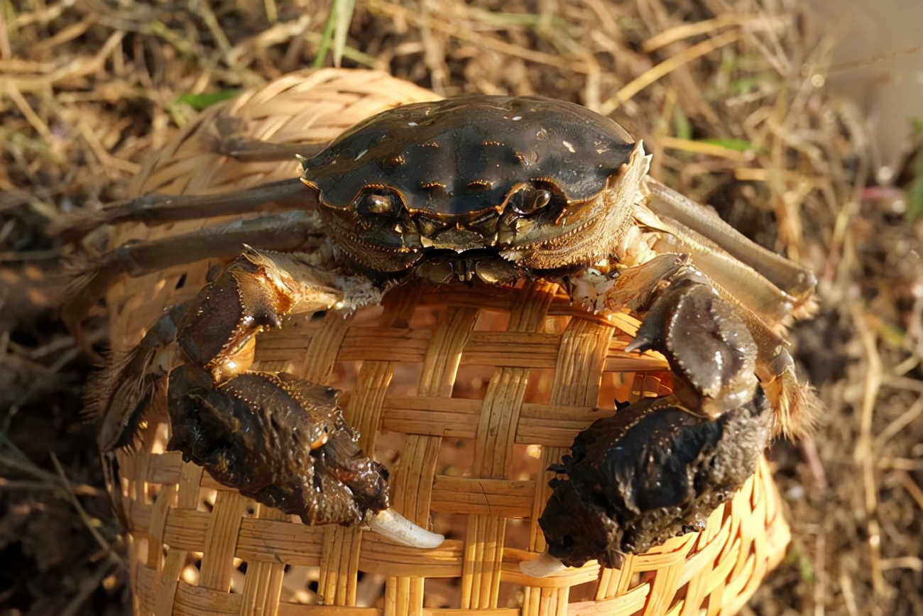 螃蟹怎么保存能放的时间长,活螃蟹如何放冰箱保存