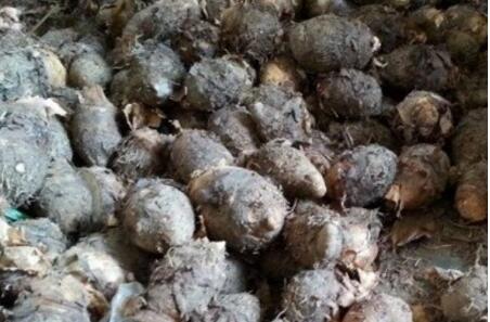 荔浦芋头的选购与储存方法,荔浦芋头冷冻储存