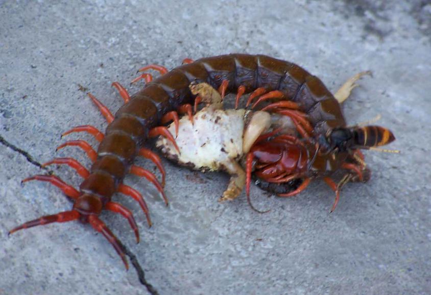 五毒之一的蜈蚣为什么怕公鸡,为什么五毒之一的蜈蚣会害怕公鸡