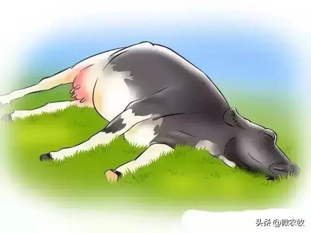 母牛分娩过程分为哪三个时期,母牛从怀孕到分娩用多长时间