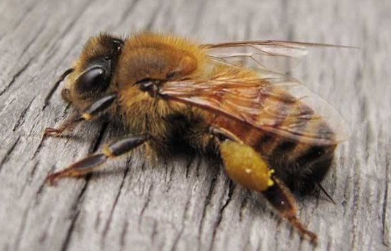 蜜蜂常见病害及防治方法,蜂农如何处理蜂蜜