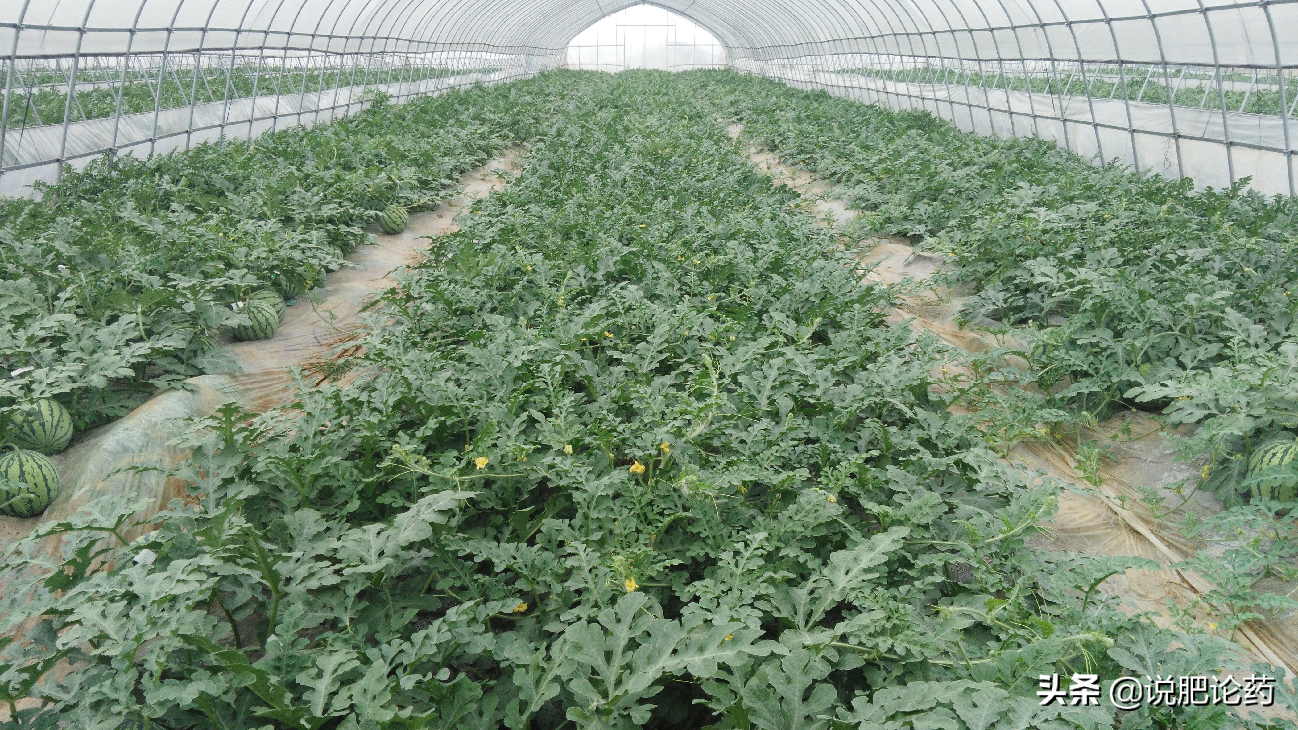 西瓜减肥最有效的方法,西瓜防病治病的特效药