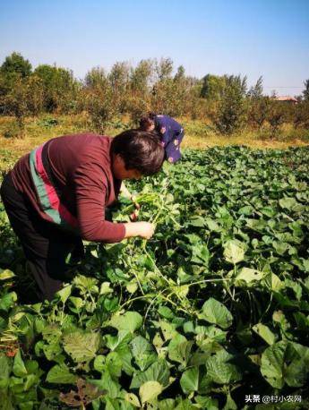 2022年农村创业什么最赚钱快,适合农村创业的最新致富项目