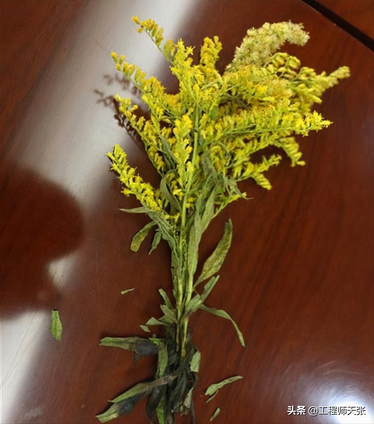 加拿大一枝黄花霸王花,加拿大一枝黄花怎么入侵了