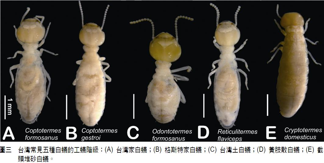 下雨天很多飞蚁是什么蚁,雨后飞蚁怎么来的