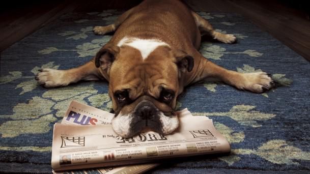 狗狗腿瘸了怎么能让它快速好起来,狗狗摔了一下没断腿瘸了多久自愈