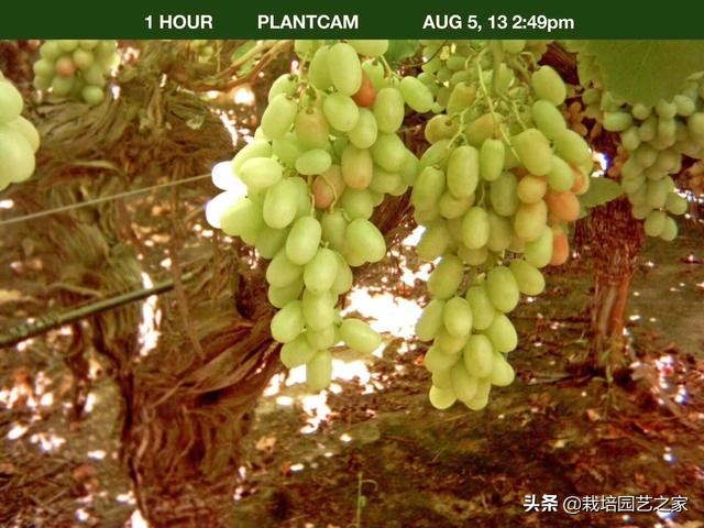 葡萄上色哪种最好,葡萄需要上色的有哪些品种