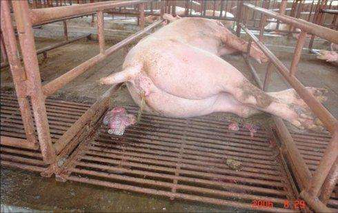 母猪炎症怎么办才能彻底消除,猪场母猪炎症厉害什么原因