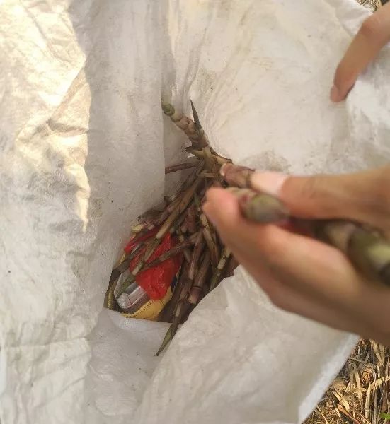 深圳南山竹海挖竹笋,深圳有游客挖竹笋