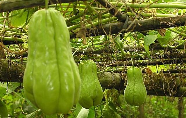 种植一棵小冬瓜高产能结多少个瓜,农村什么瓜高产又好吃