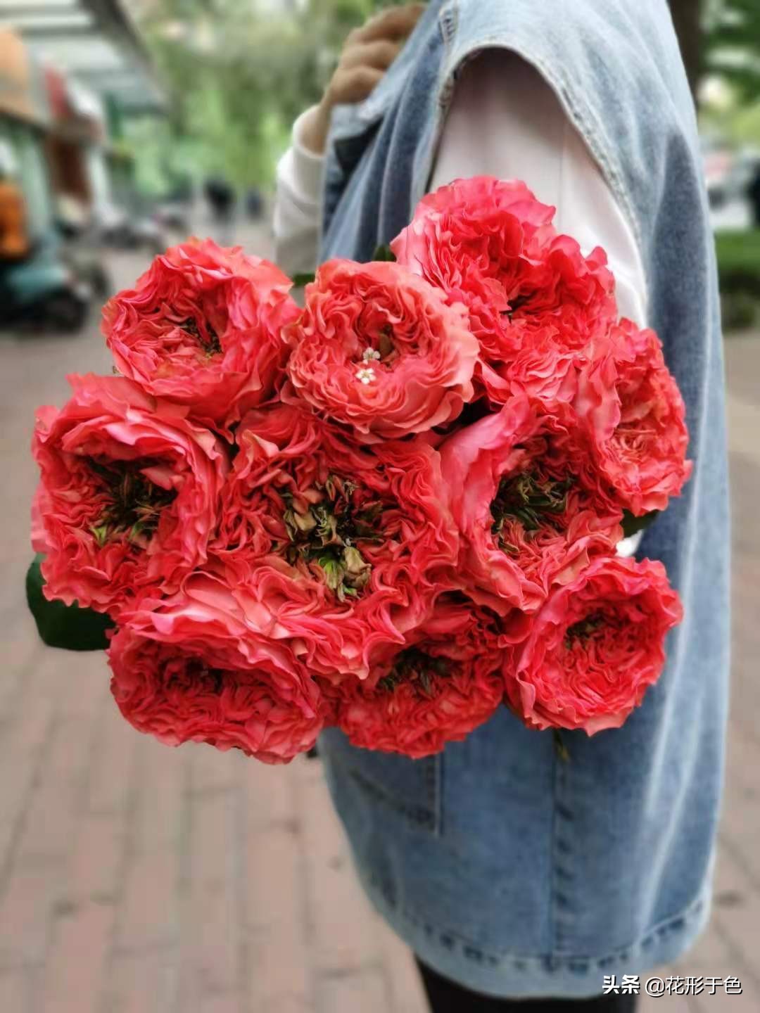 玫瑰品种品鉴,玫瑰花品鉴